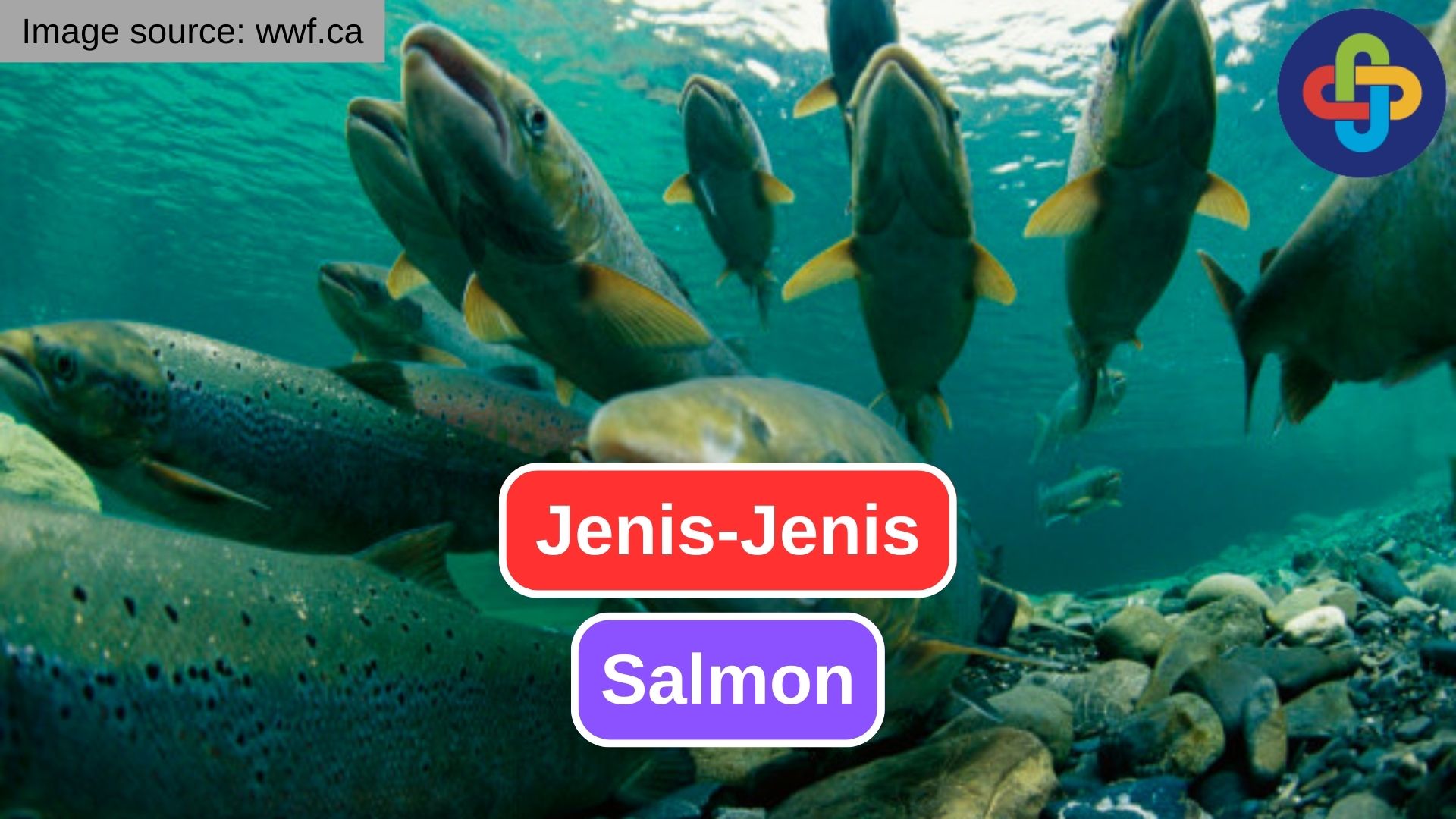 Ketahui Berbagai Jenis Spesies Salmon
